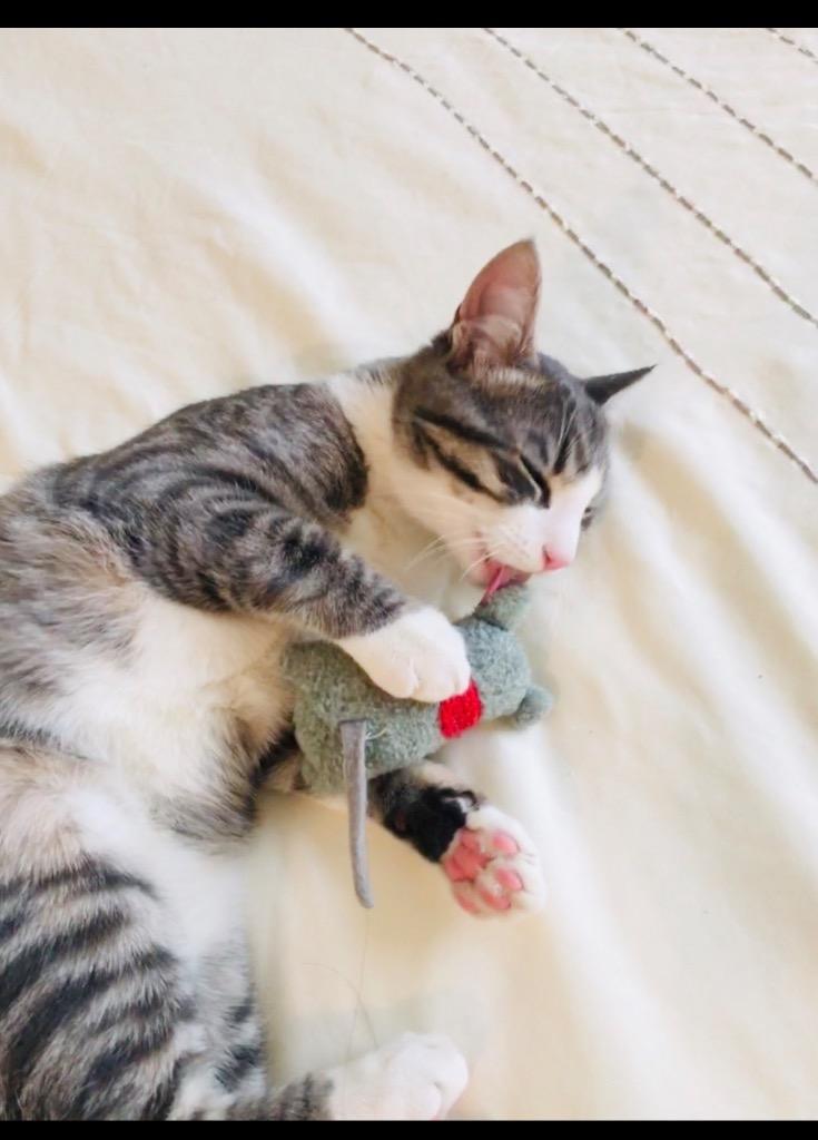Enlarge Diablo: Courtesy Post, a Adoptable mixed breed in New York, NY image 2/4