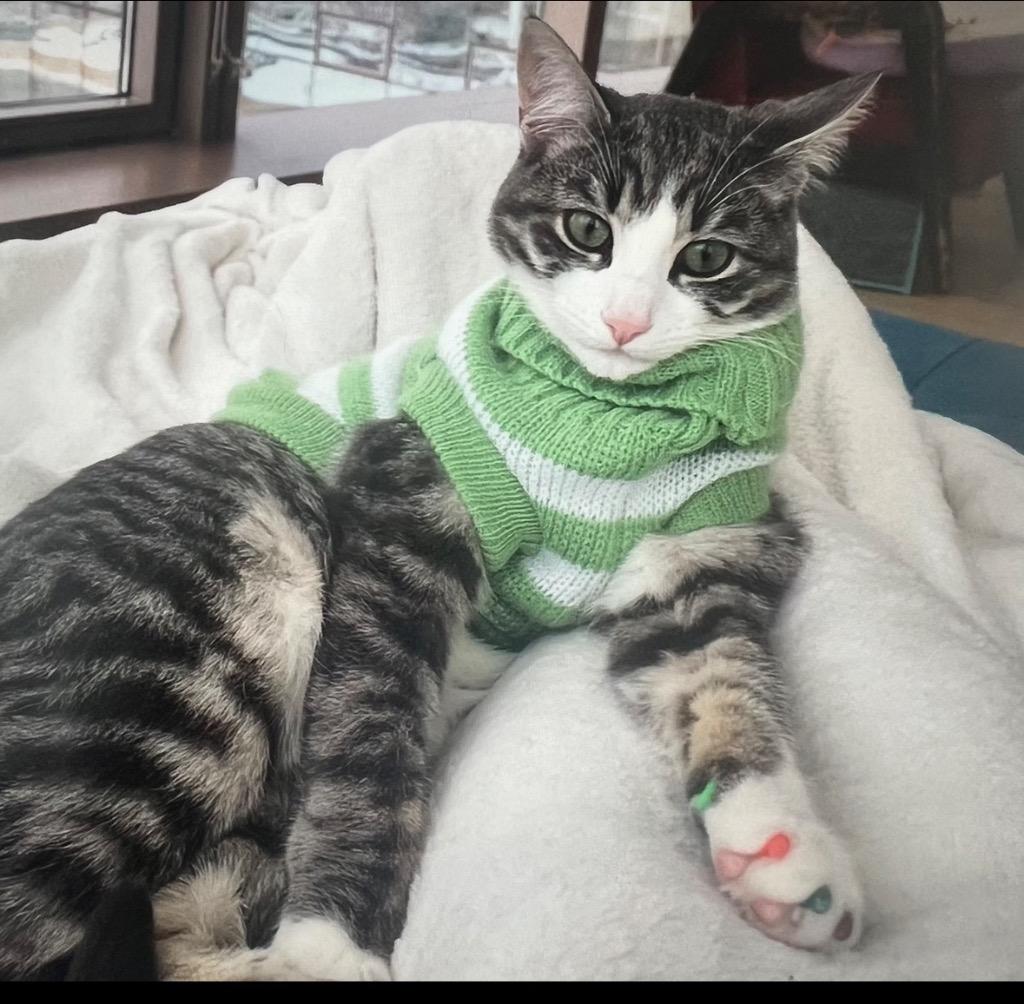 Enlarge Diablo: Courtesy Post, a Adoptable mixed breed in New York, NY image 3/4