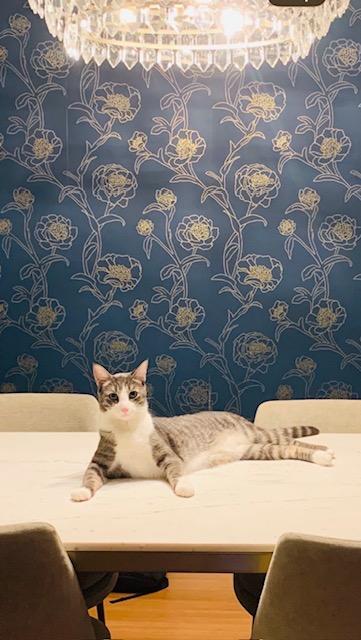 Enlarge Diablo: Courtesy Post, a Adoptable mixed breed in New York, NY image 4/4