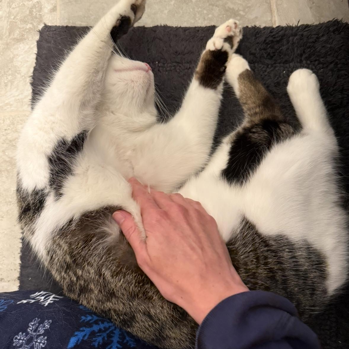 Enlarge Henry, a ADOPTABLE Domestic Short Hair in Beaufort, SC image 4/6