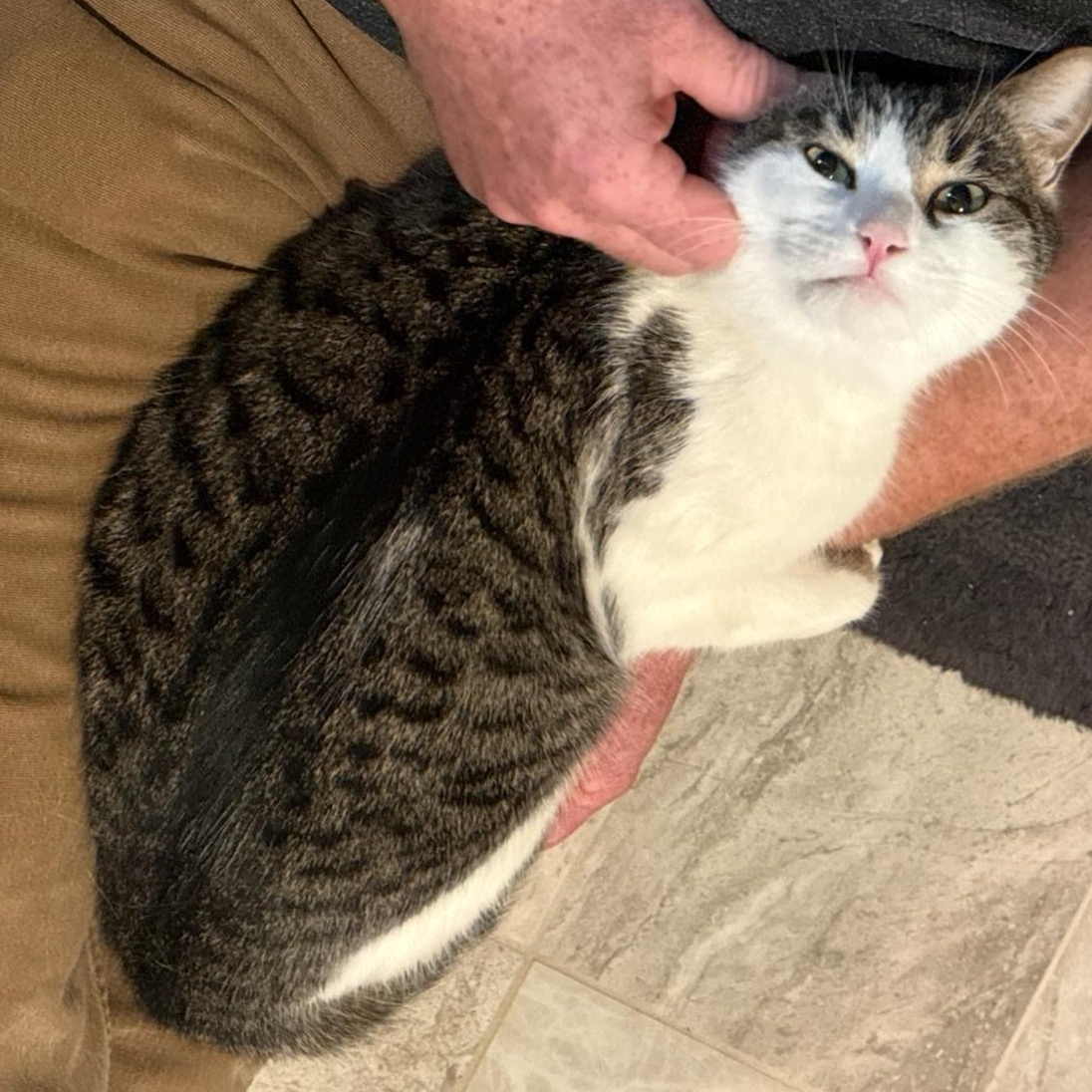 Enlarge Henry, a ADOPTABLE Domestic Short Hair in Beaufort, SC image 3/6