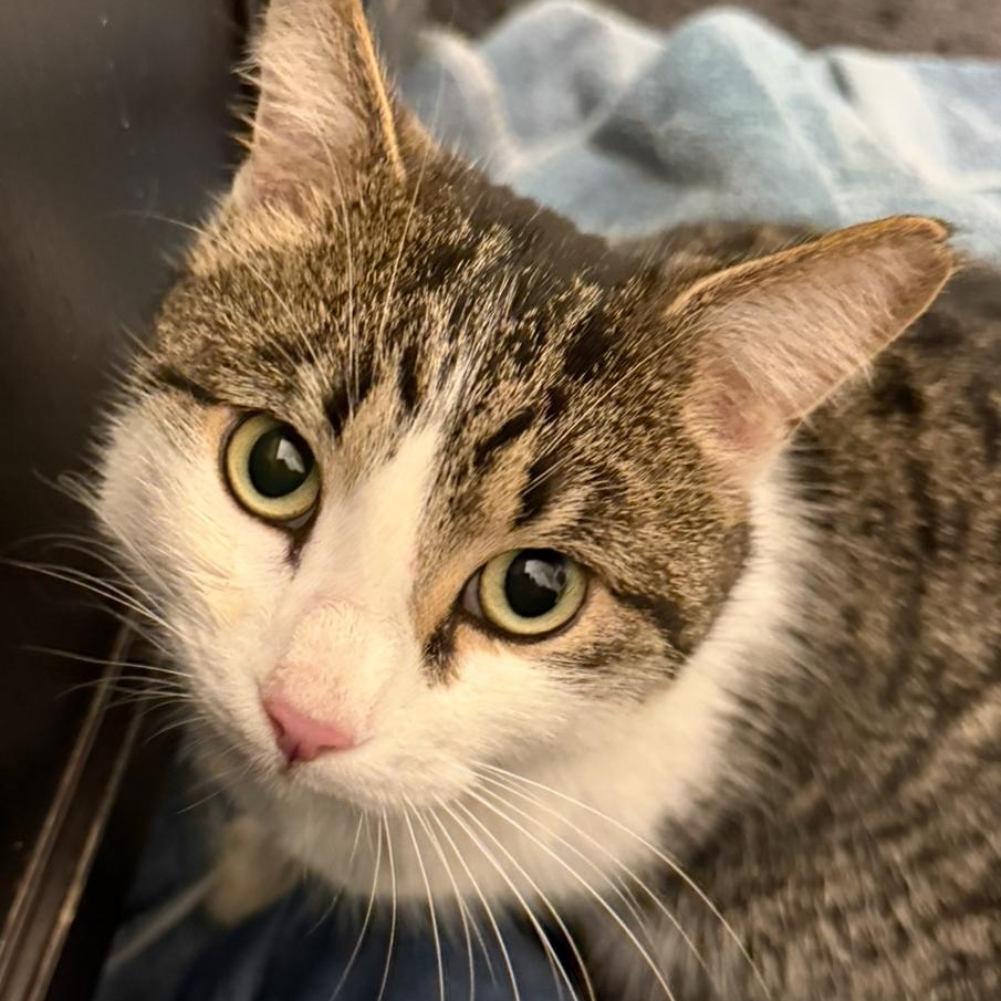 Enlarge Henry, a ADOPTABLE Domestic Short Hair in Beaufort, SC image 2/6