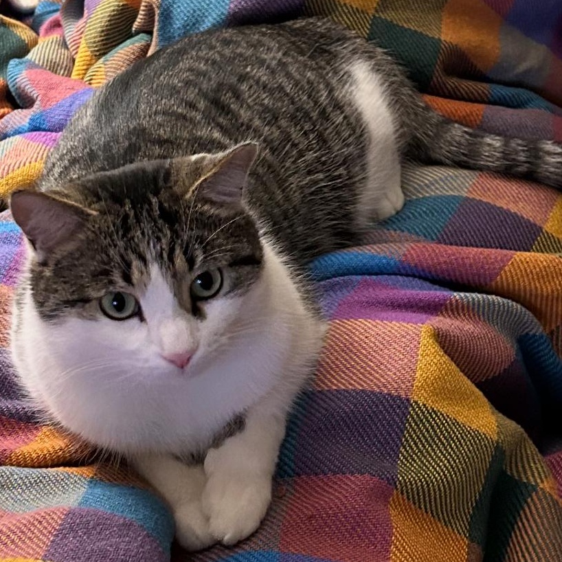 Enlarge Henry, a ADOPTABLE Domestic Short Hair in Beaufort, SC image 1/6