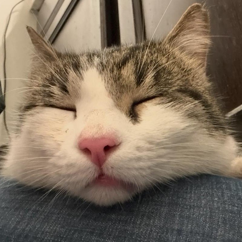 Enlarge Henry, a ADOPTABLE Domestic Short Hair in Beaufort, SC image 5/6