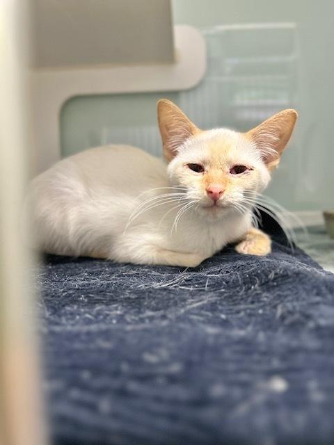 Mr. Marshmallow, Adoptable, Kitten Male Domestic Short Hair & Siamese.