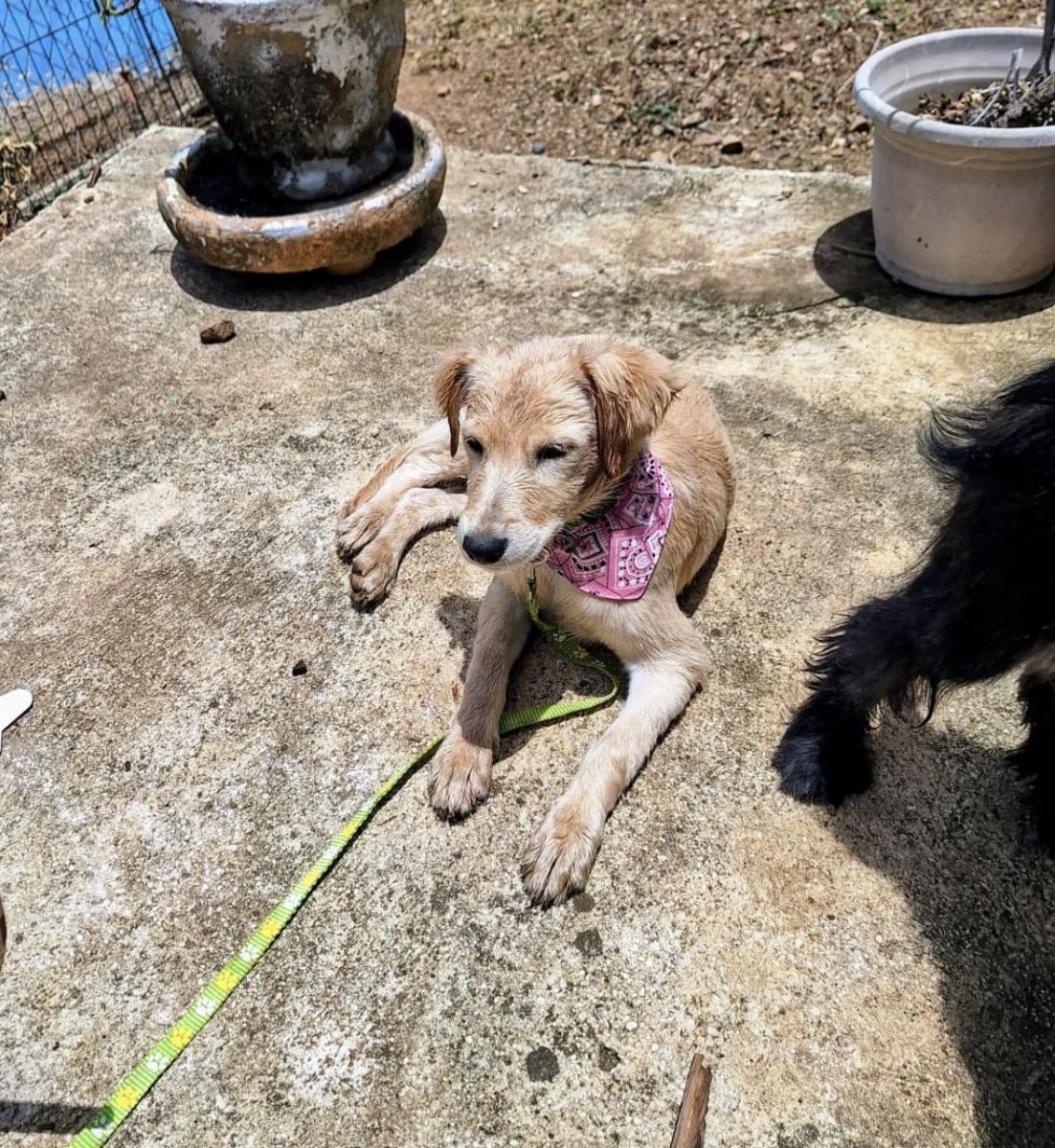 Enlarge FAITH - read her story, a Adoptable mixed breed in New York, NY image 6/6