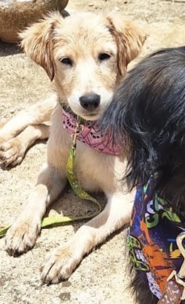 Enlarge FAITH - read her story, a Adoptable mixed breed in New York, NY image 2/6