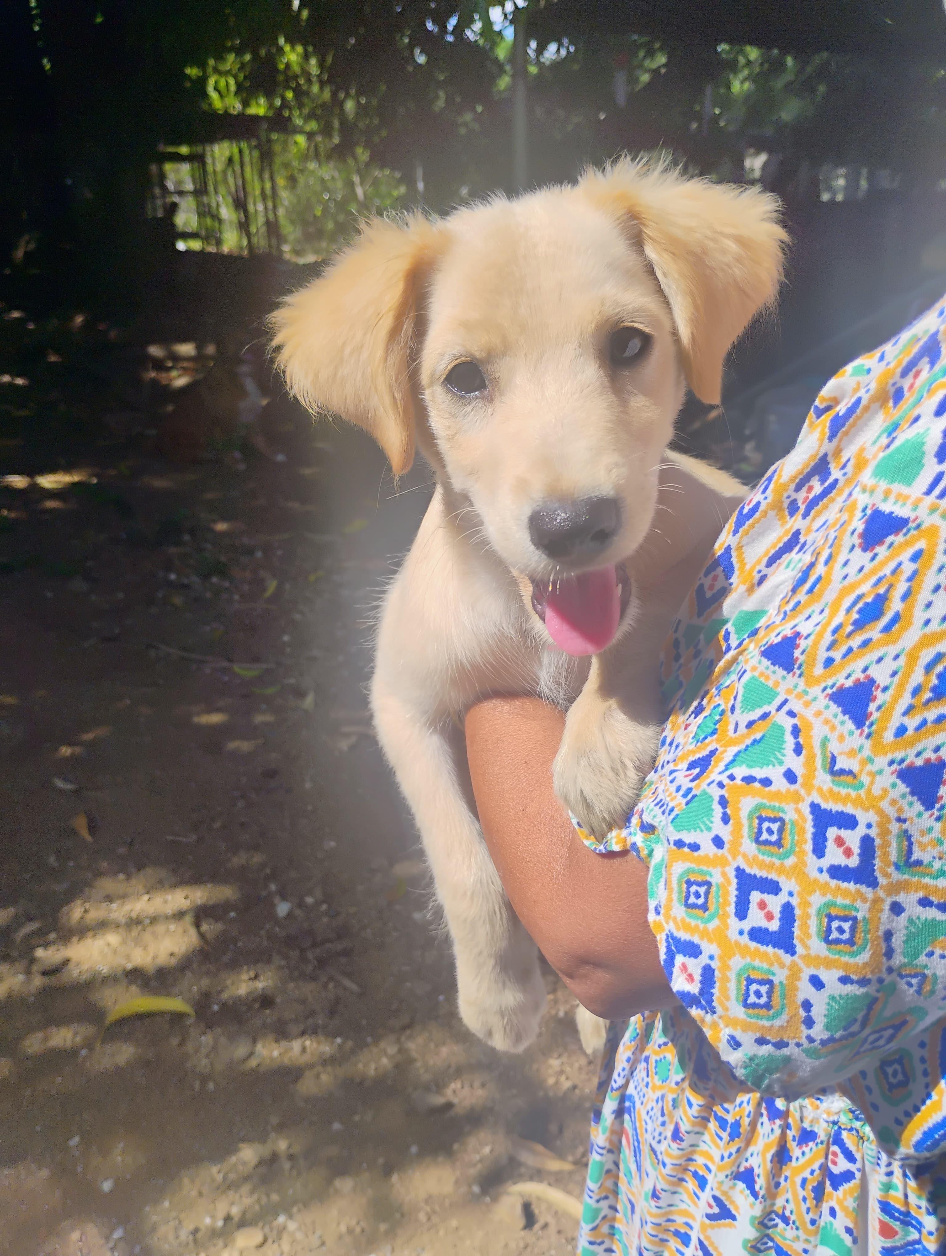 FAITH - read her story, Adoptable, Puppy Female Golden Retriever & Labrador Retriever.