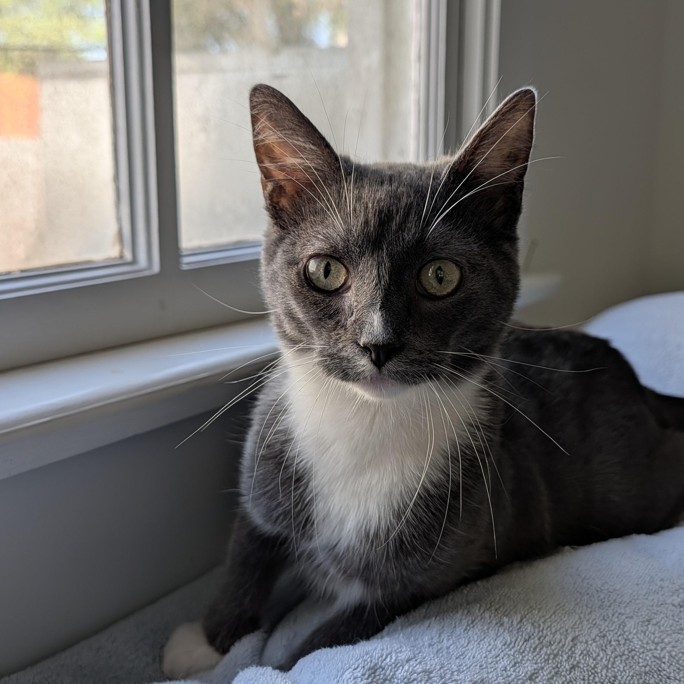 Wembley, Adoptable, Young Male Domestic Short Hair.