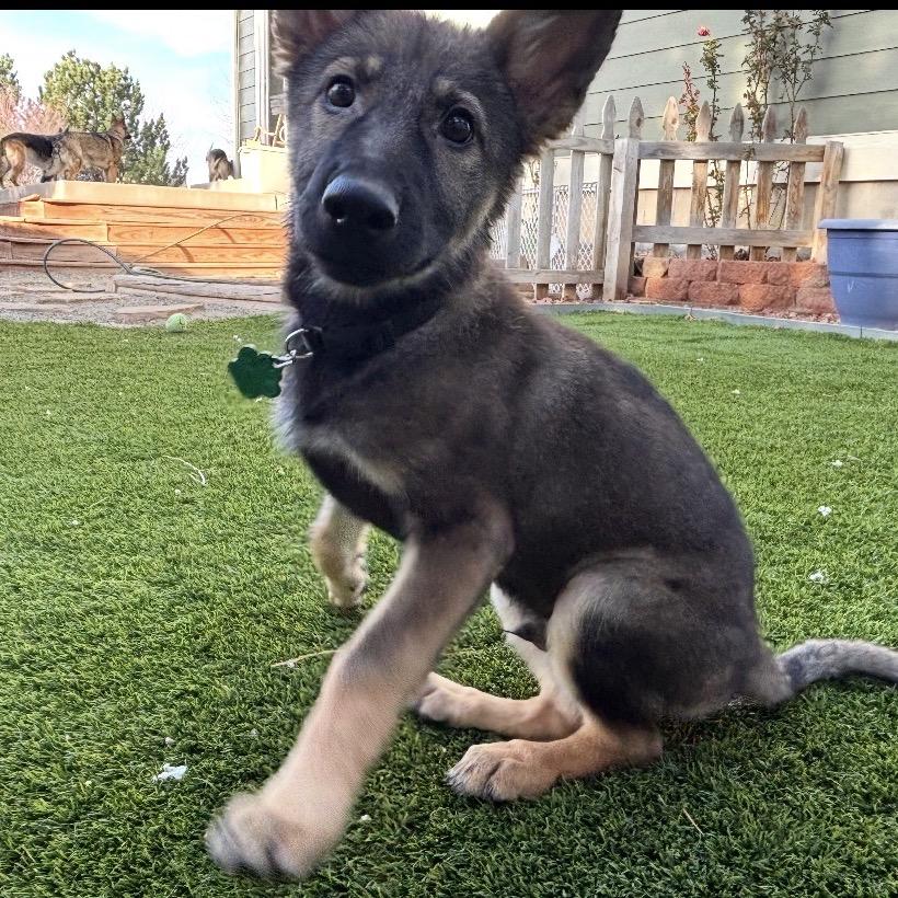 Enlarge Valor, a Adoptable German Shepherd Dog in Lakewood, CO image 1/3
