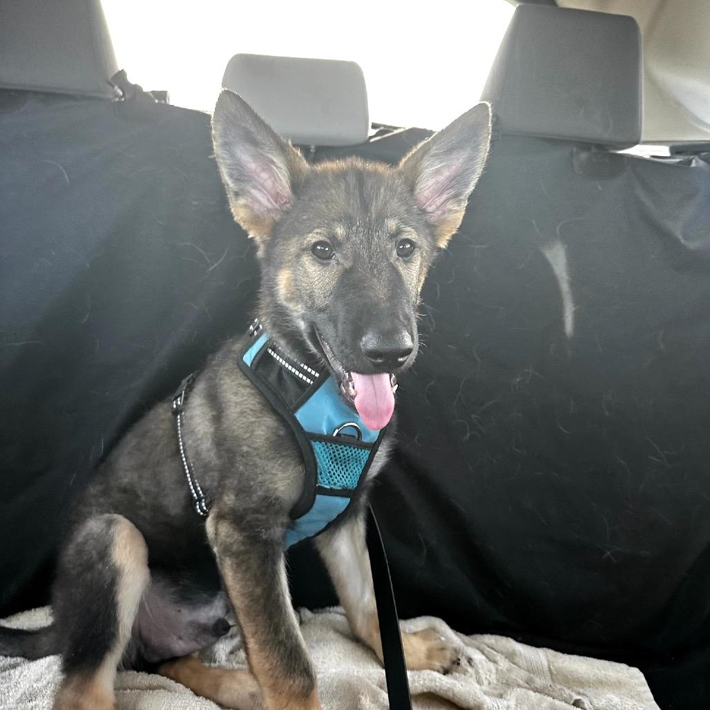 Enlarge Valor, a Adoptable German Shepherd Dog in Lakewood, CO image 2/3