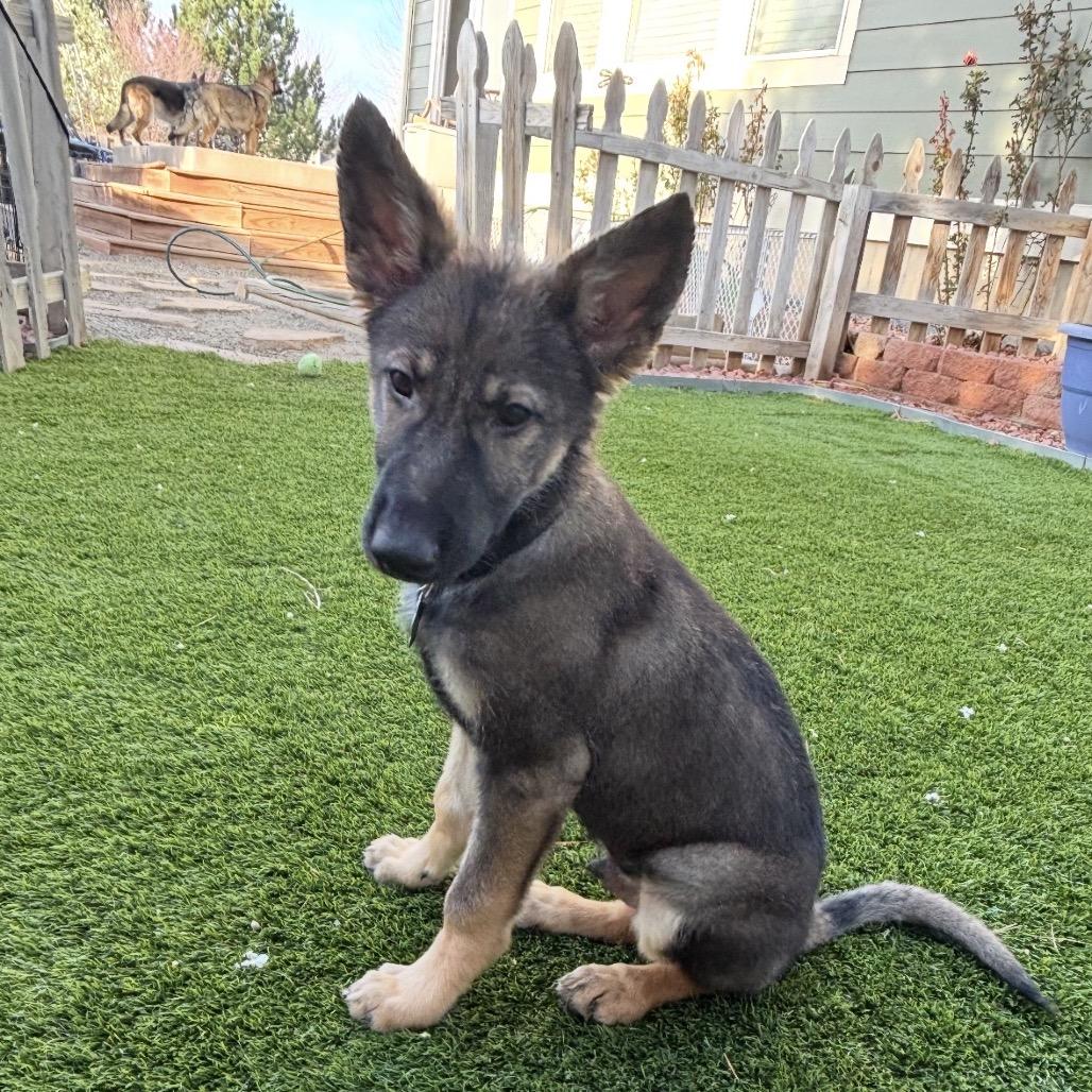 Enlarge Valor, a Adoptable German Shepherd Dog in Lakewood, CO image 3/3
