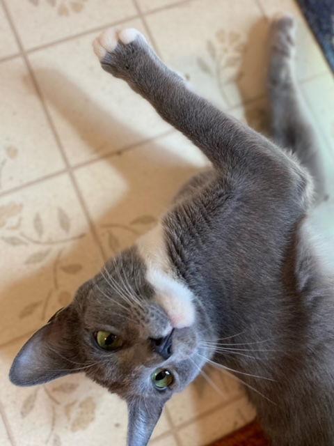 Enlarge Tabasco, a Adoptable Domestic Short Hair in Kohler, WI image 3/3