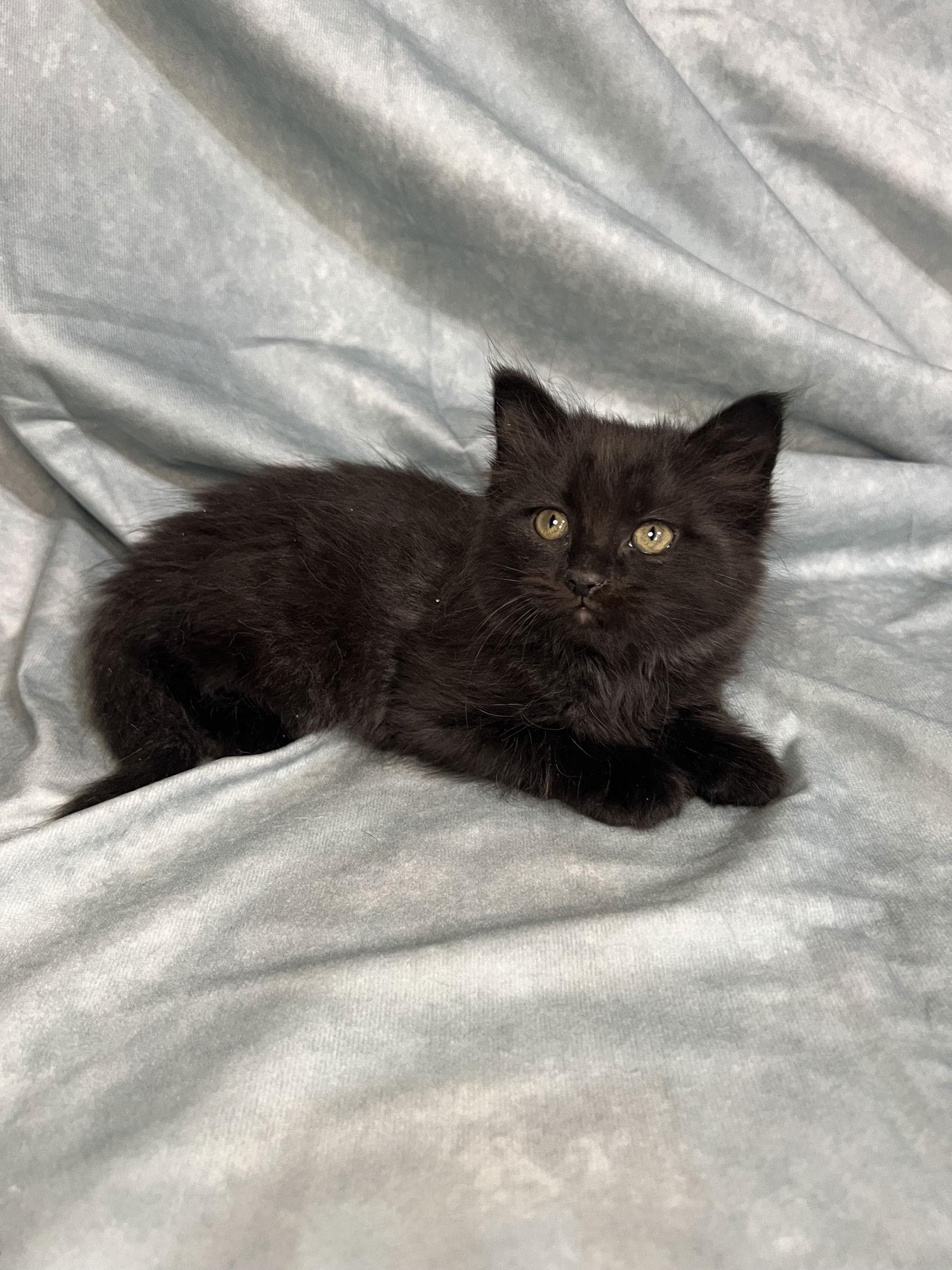 Bear, Adopted, Young Male Domestic Medium Hair.