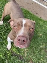 Enlarge Dior, a ADOPTABLE mixed breed in Moline, IL image 1/1