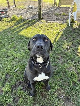 Enlarge Apple Jack, a ADOPTABLE mixed breed in Roseburg, OR image 1/1