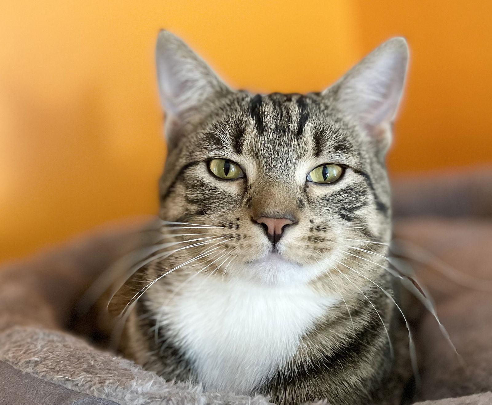 Donn, a Adoptable Domestic Short Hair in Broomall, PA image 1/3