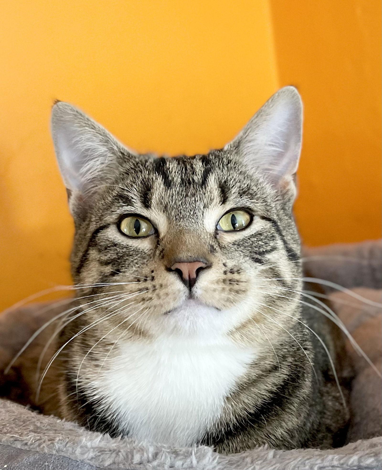 Donn, a Adoptable Domestic Short Hair in Broomall, PA image 2/3