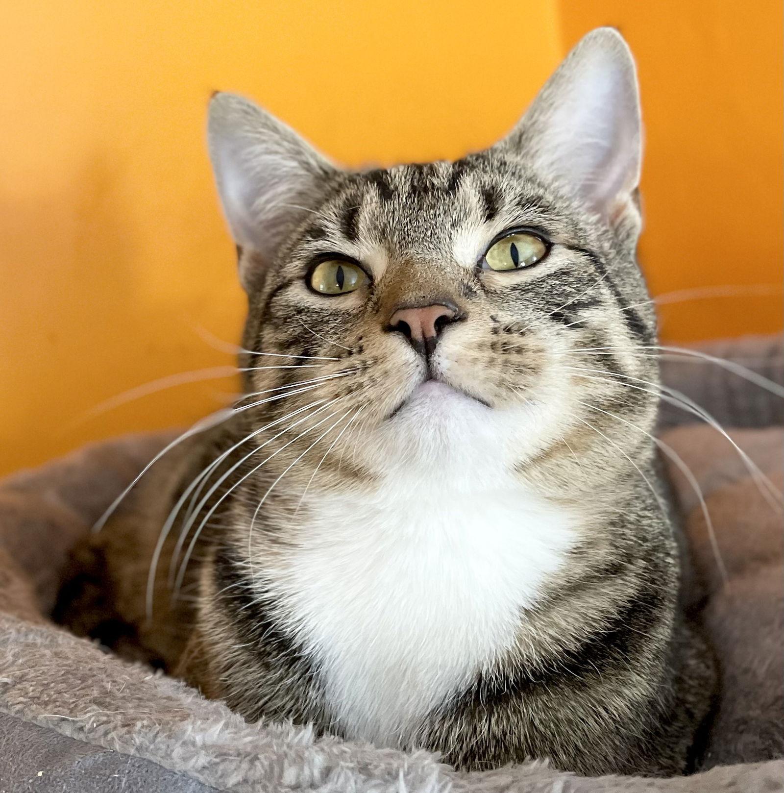 Donn, a Adoptable Domestic Short Hair in Broomall, PA image 3/3