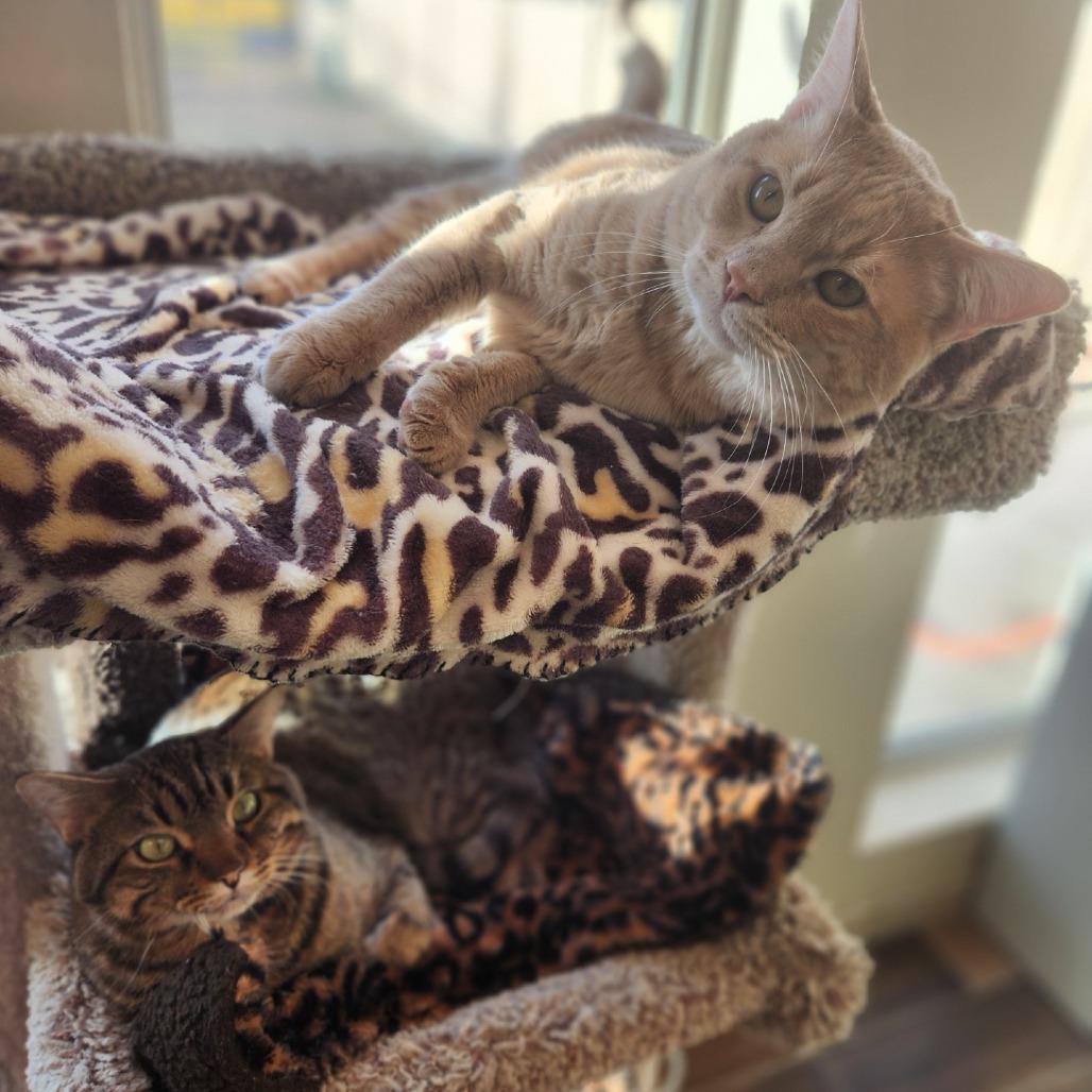 Macho — thumbnail 2