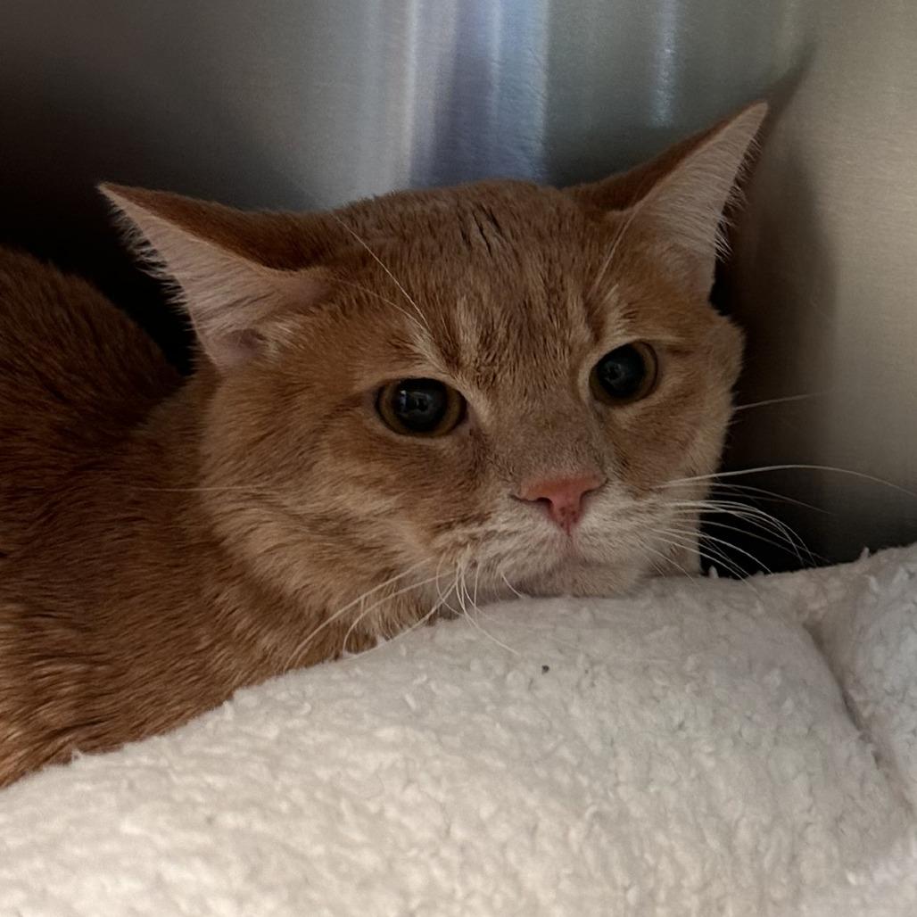 Macho — thumbnail 3