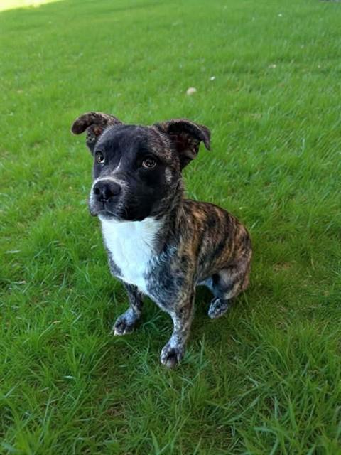 Enlarge KANEKI, a Adoptable Pit Bull Terrier in Castaic, CA image 1/1