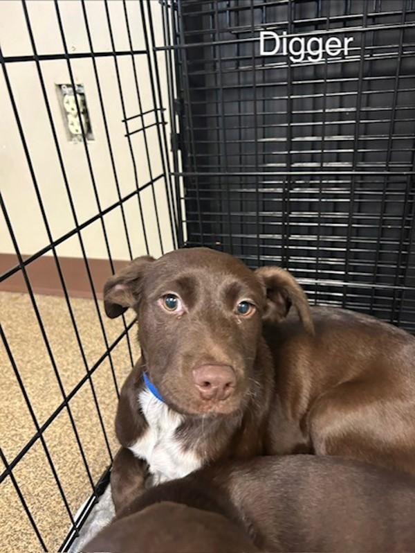 Enlarge Digger, a Adoptable mixed breed in Knoxville, TN image 1/1