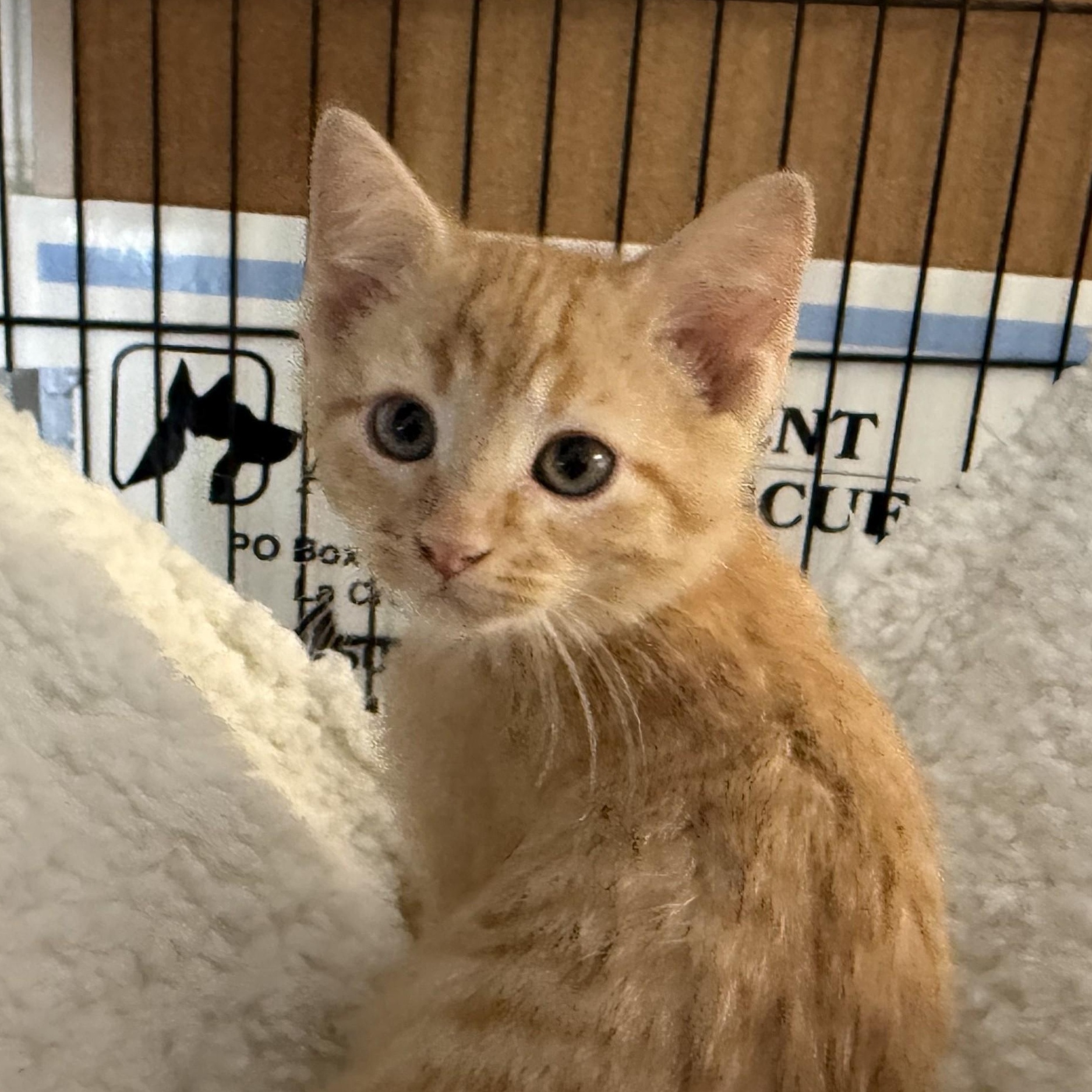 Enlarge PIEROGI, an adopted Domestic Short Hair in La Crescent, MN image 2/3