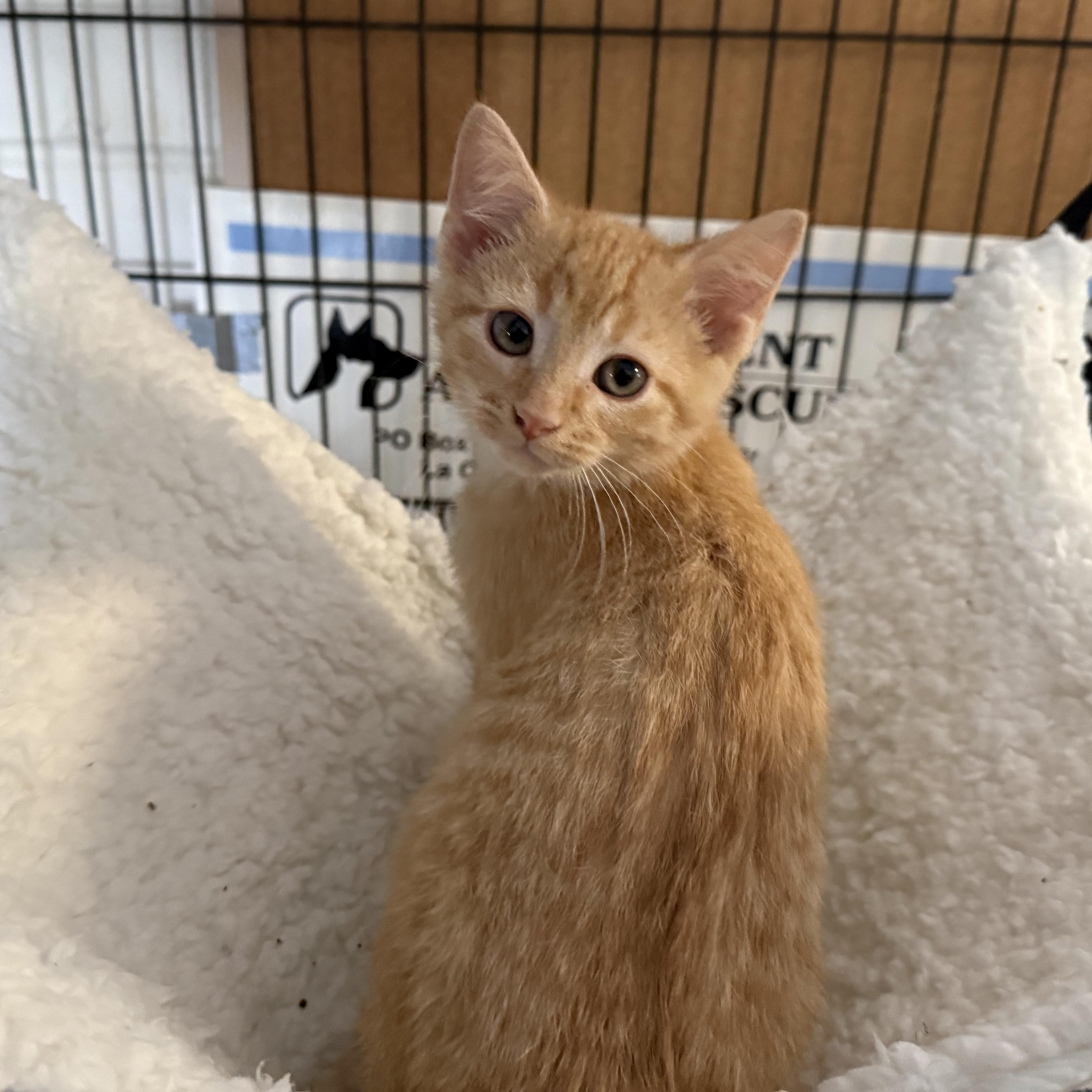 Enlarge PIEROGI, an adopted Domestic Short Hair in La Crescent, MN image 3/3