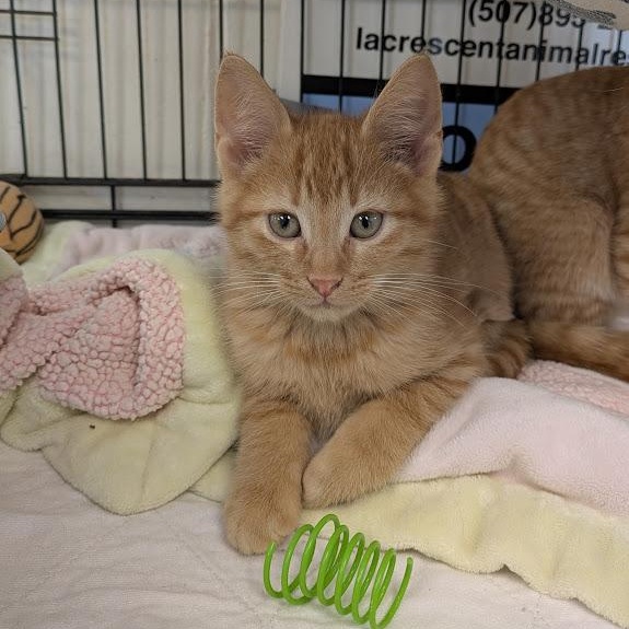 Enlarge PIEROGI, an adopted Domestic Short Hair in La Crescent, MN image 1/3