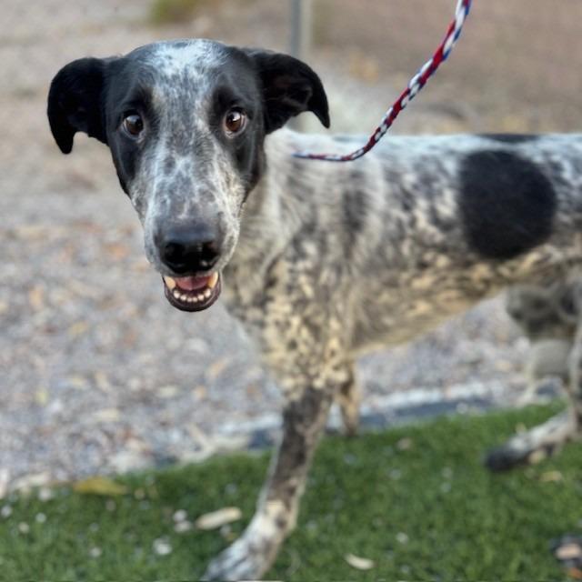 Sully (SQ 25-062), a Adoptable mixed breed in Bullhead City, AZ image 3/4
