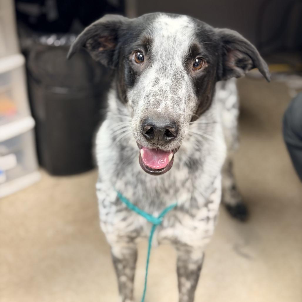 Sully (SQ 25-062), a Adoptable mixed breed in Bullhead City, AZ image 4/4