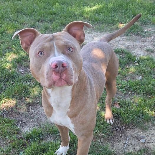 26-00695 ODEN, ADOPTABLE, Adult Male Pit Bull Terrier.