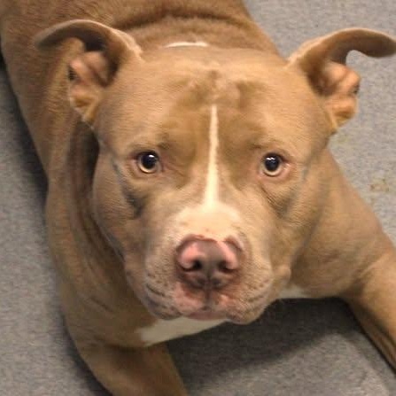 Enlarge 26-00695 ODEN, a ADOPTABLE Pit Bull Terrier in Fredericksburg, VA image 1/1