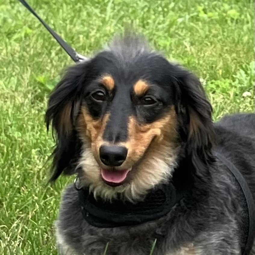 Heather, Adopted, Adult Female Dachshund.