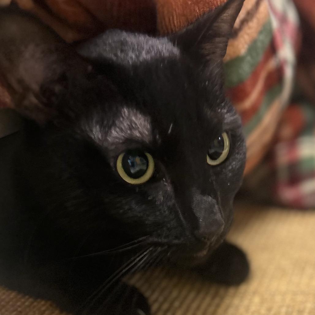 Loki, Adoptable, Adult Male Domestic Short Hair.