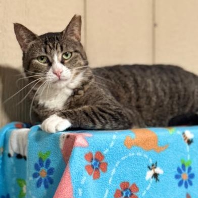 Enlarge Luna, a Adoptable mixed breed in DENVER, CO image 3/6