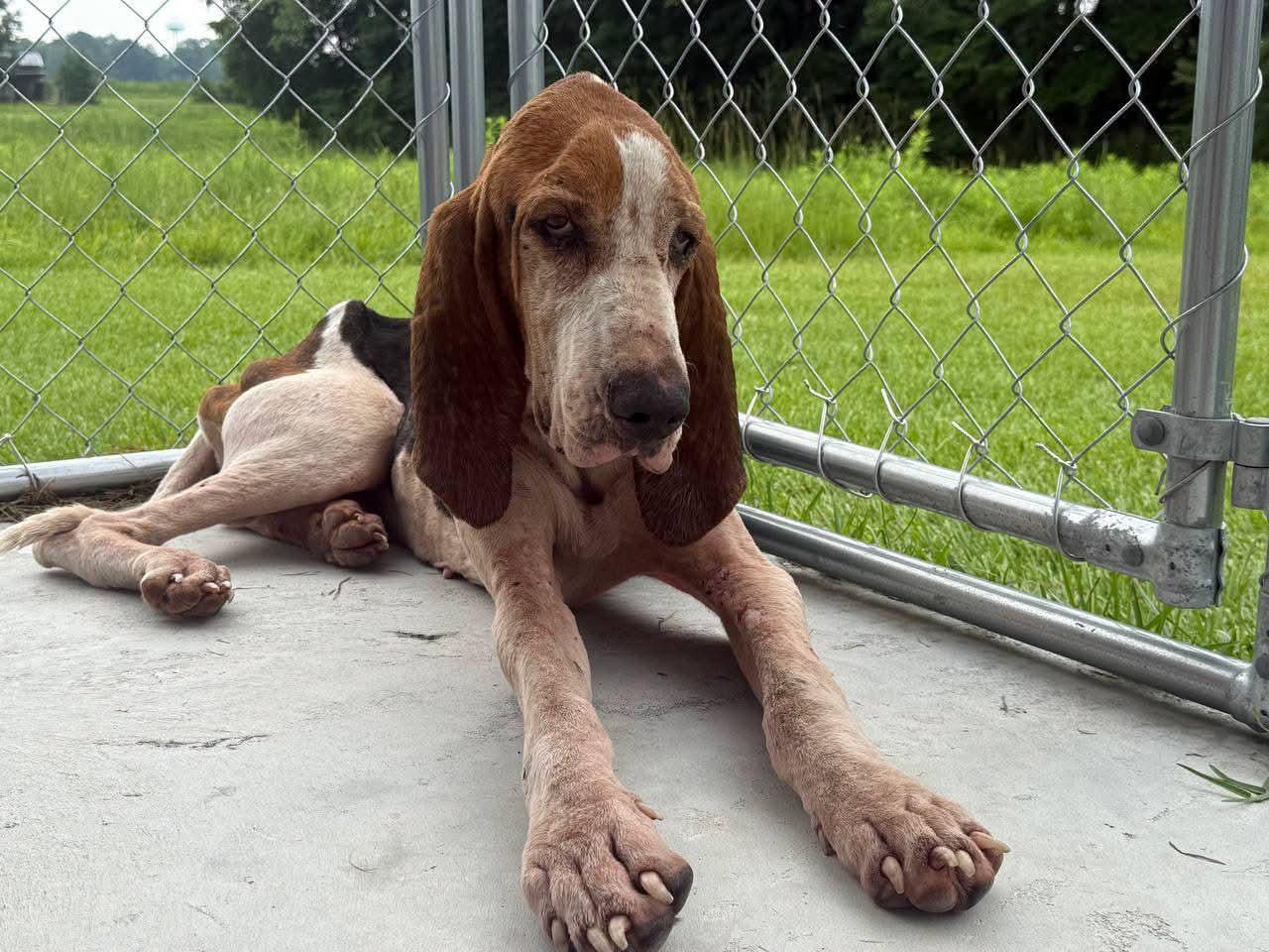 Ranger, ADOPTABLE, Young Male Hound.