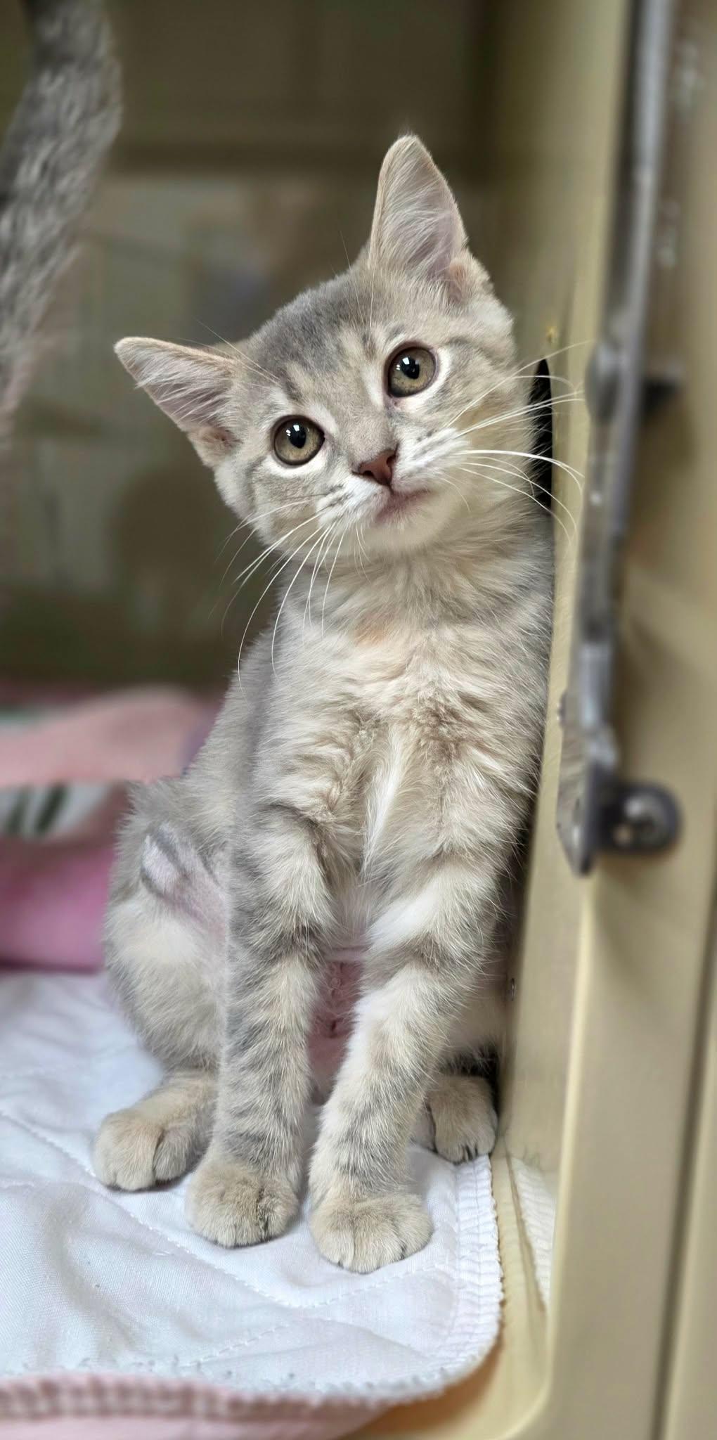 Happy, an adopted Domestic Short Hair in New Castle, PA image 3/5