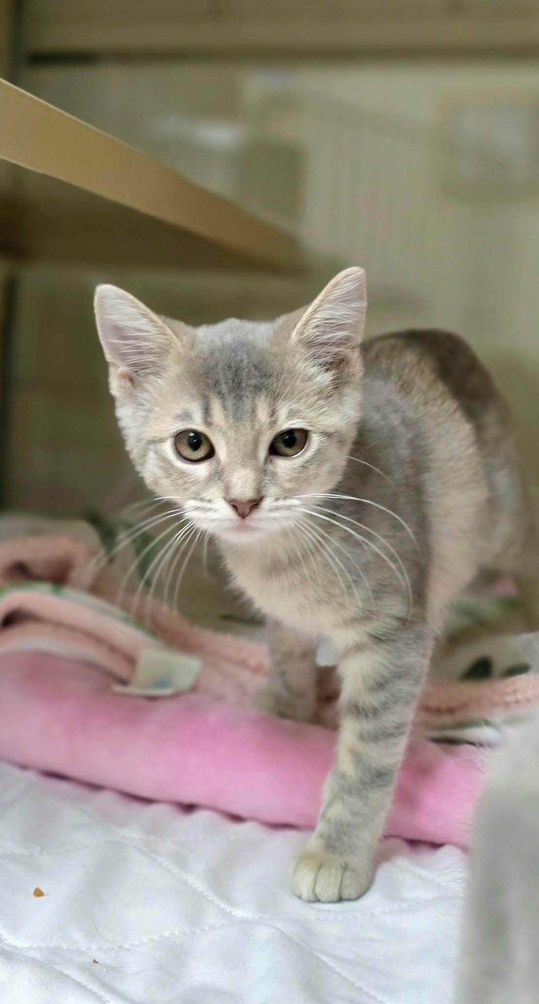 Happy, an adopted Domestic Short Hair in New Castle, PA image 5/5