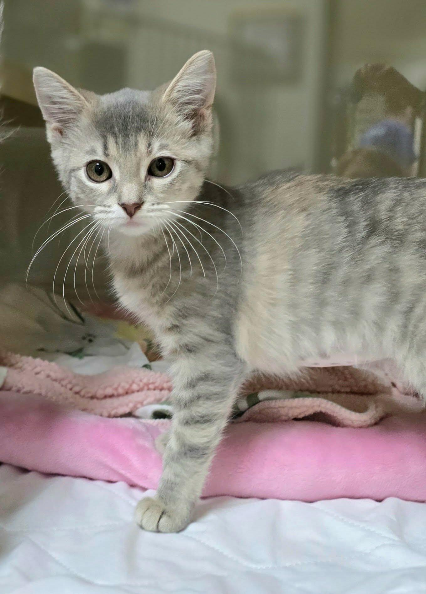 Happy, adopted, Kitten Female Domestic Short Hair.