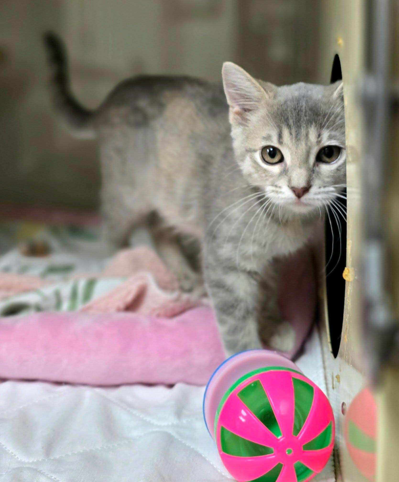 Happy, an adopted Domestic Short Hair in New Castle, PA image 4/5