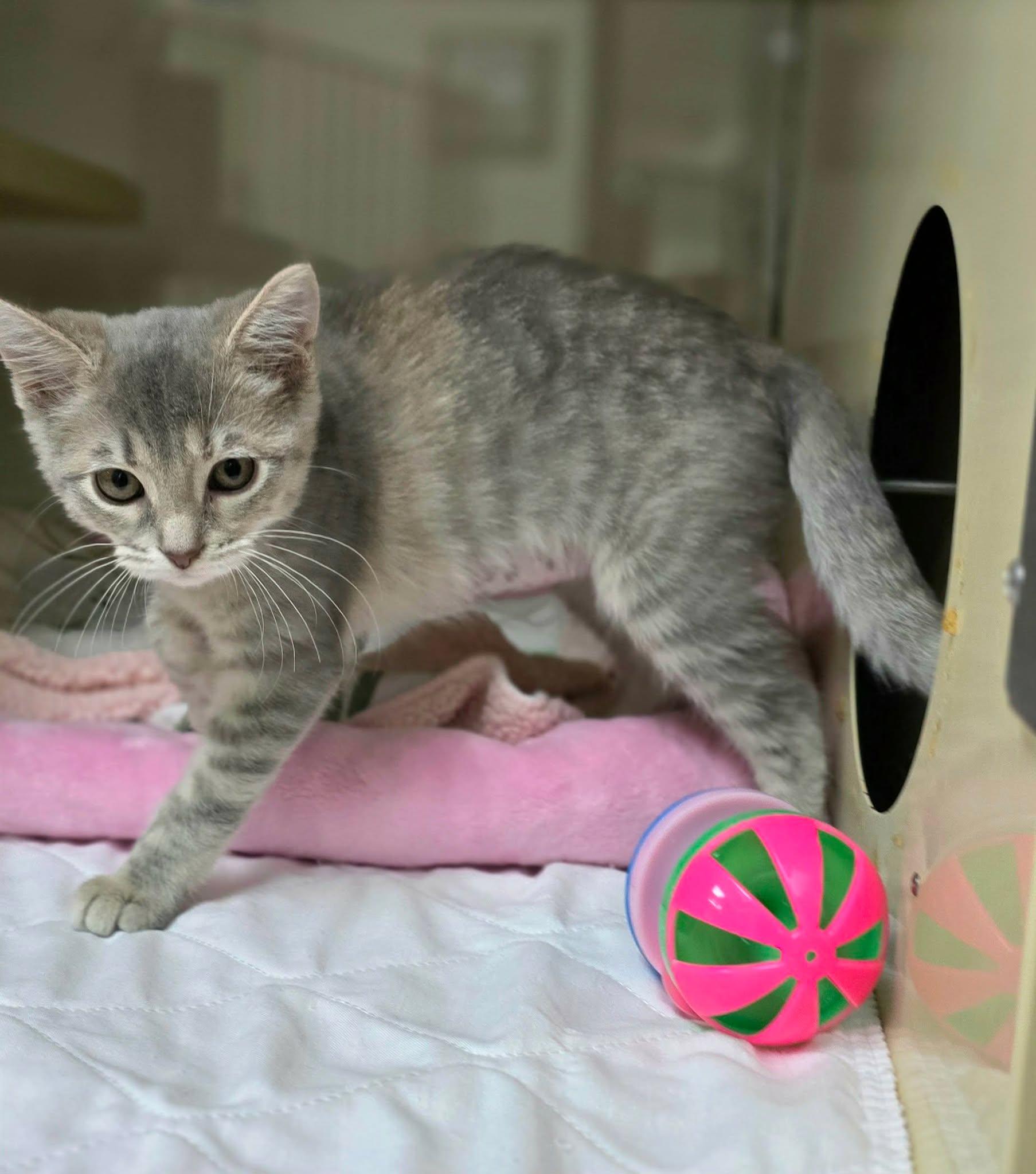 Happy, an adopted Domestic Short Hair in New Castle, PA image 2/5