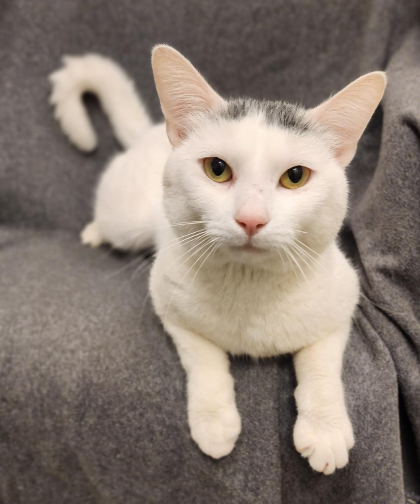 Whitey Titey, Adoptable, Young Male Domestic Short Hair.