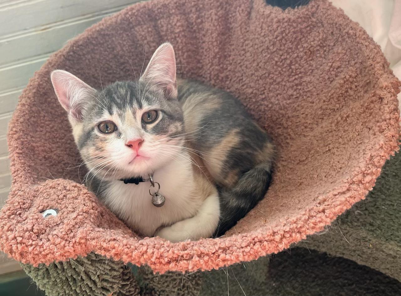 Enlarge Piper, a Adoptable Torbie in Muncie, IN image 1/1