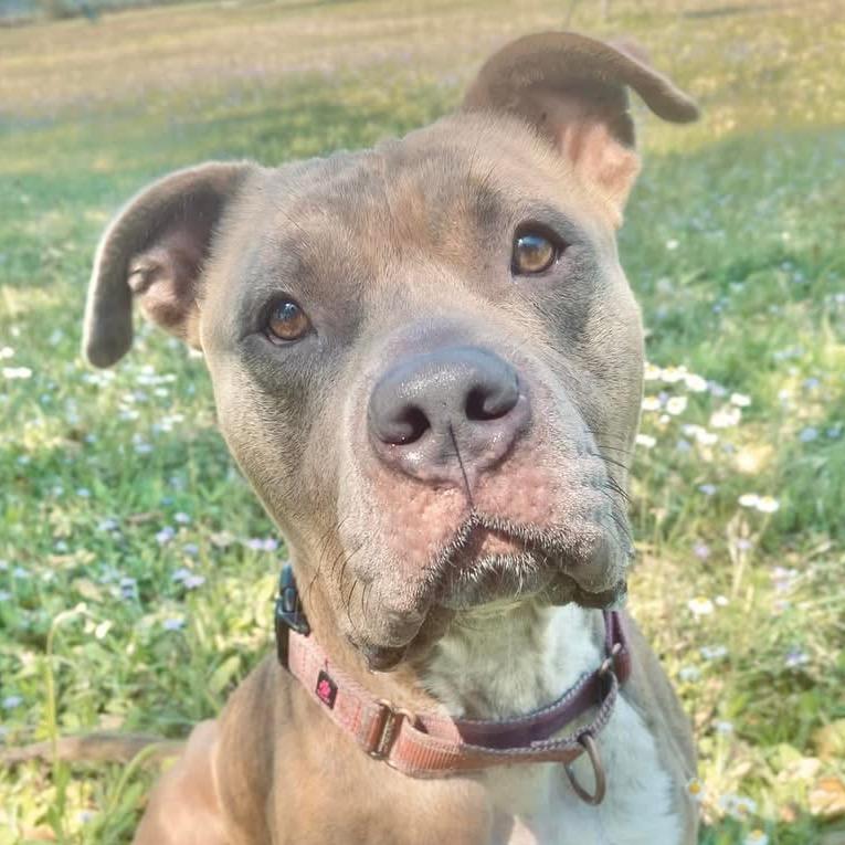 Enlarge Rae, a Adoptable Pit Bull Terrier in Sarasota, FL image 1/6