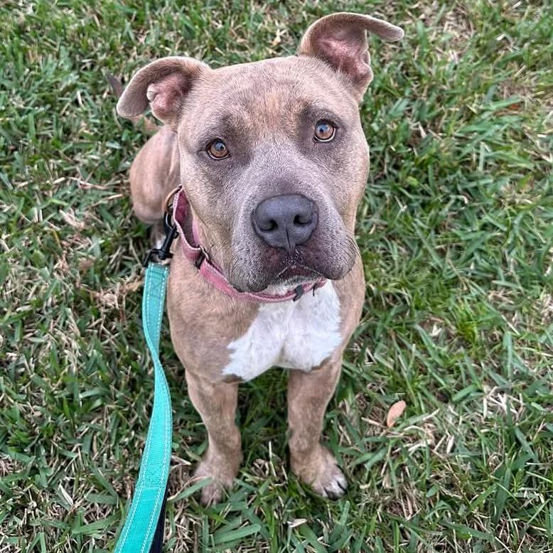 Enlarge Rae, a Adoptable Pit Bull Terrier in Sarasota, FL image 2/6