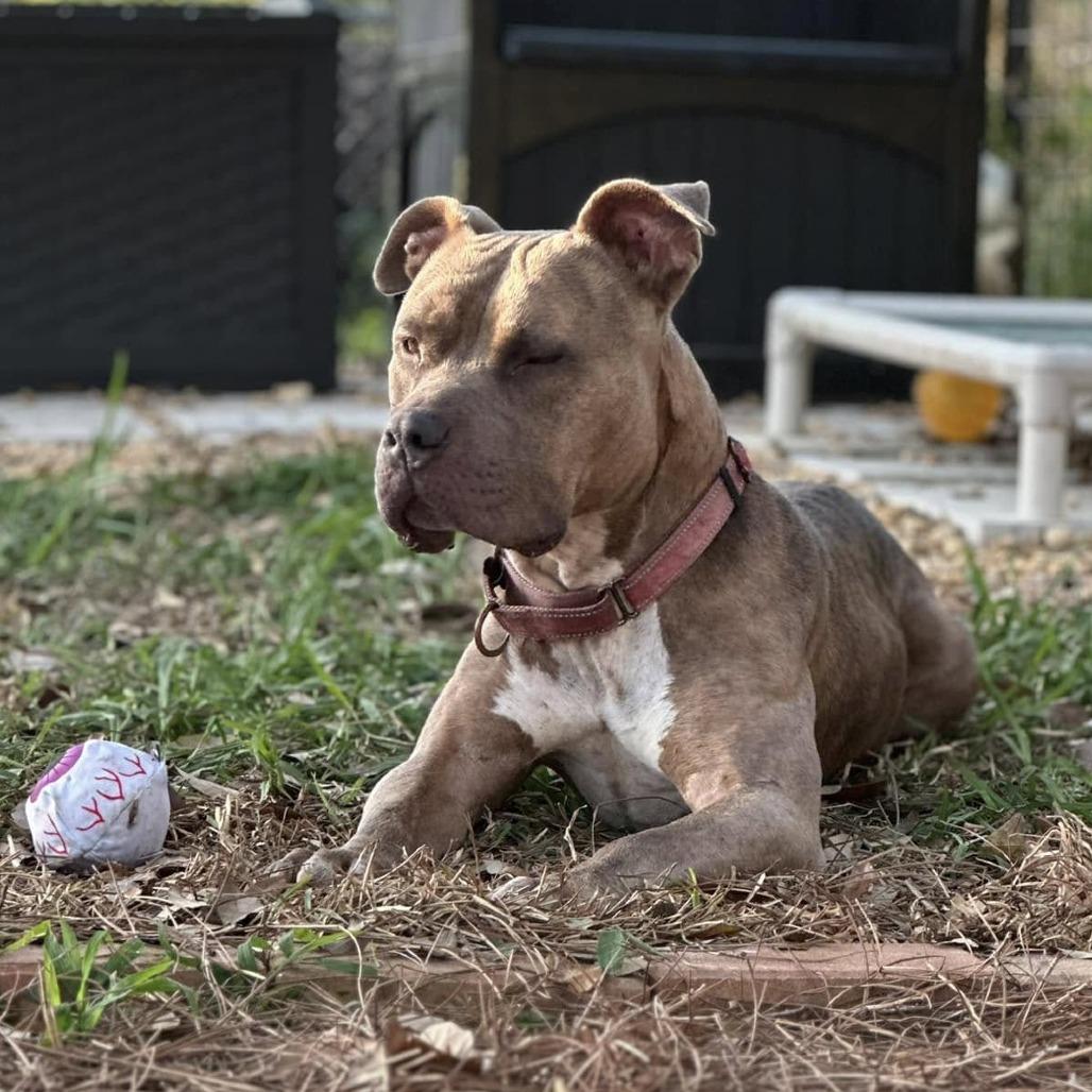 Enlarge Rae, a Adoptable Pit Bull Terrier in Sarasota, FL image 3/6