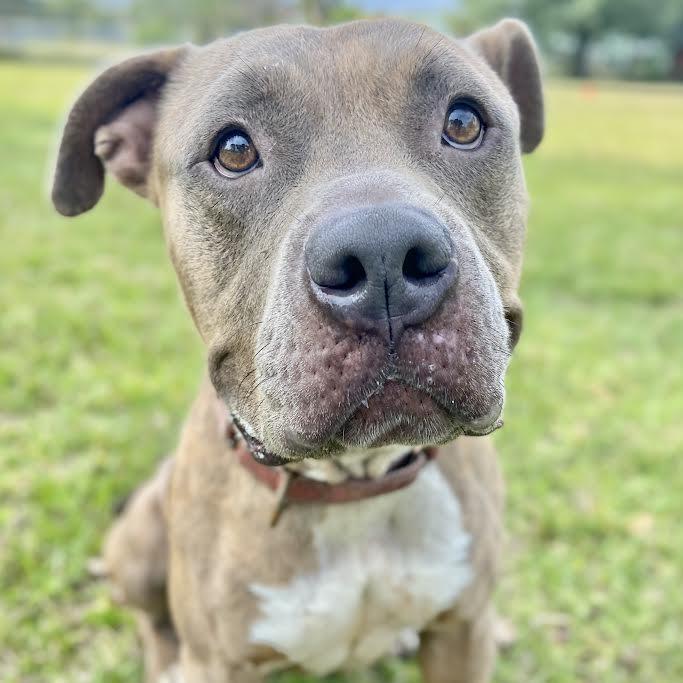Enlarge Rae, a Adoptable Pit Bull Terrier in Sarasota, FL image 4/6