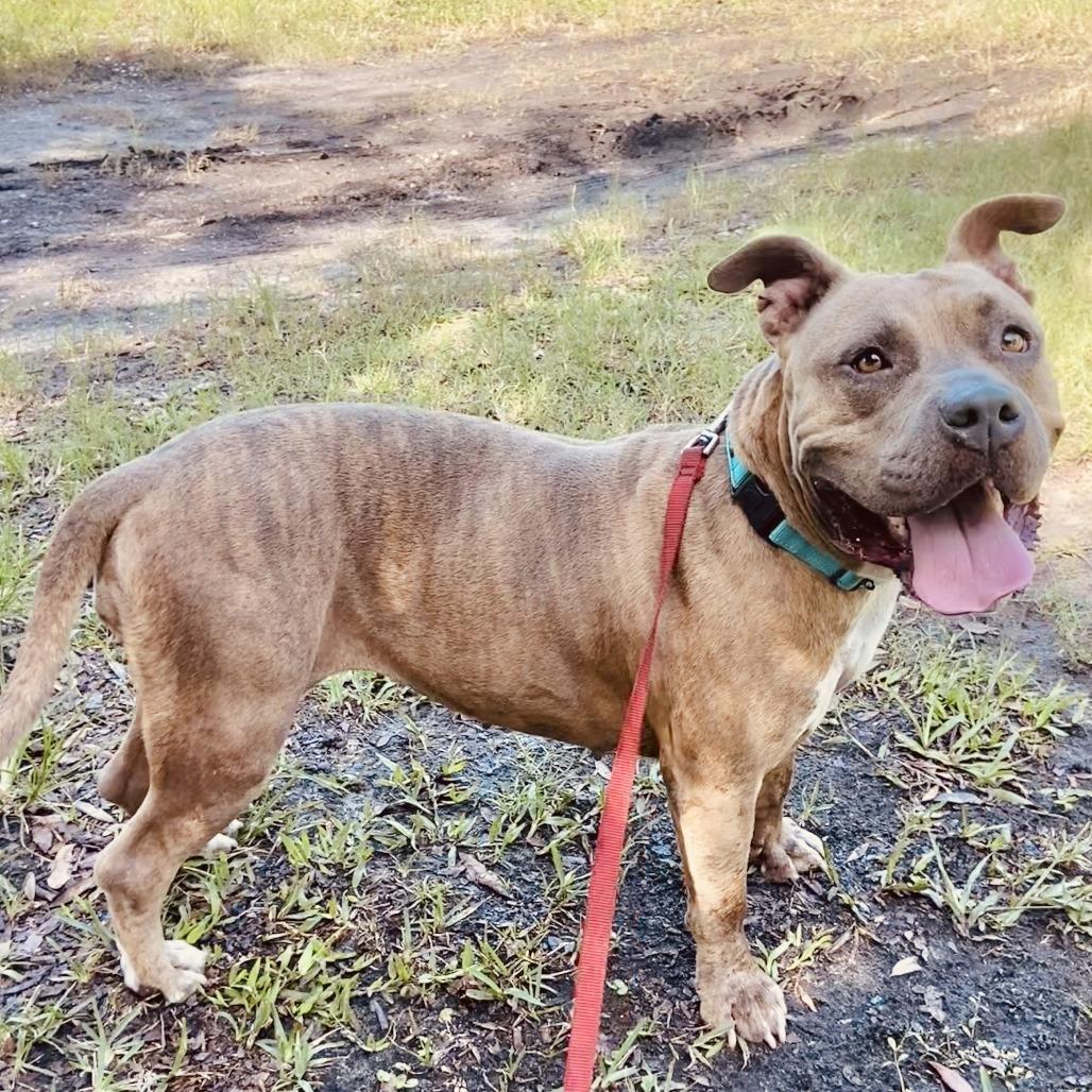 Enlarge Rae, a Adoptable Pit Bull Terrier in Sarasota, FL image 5/6